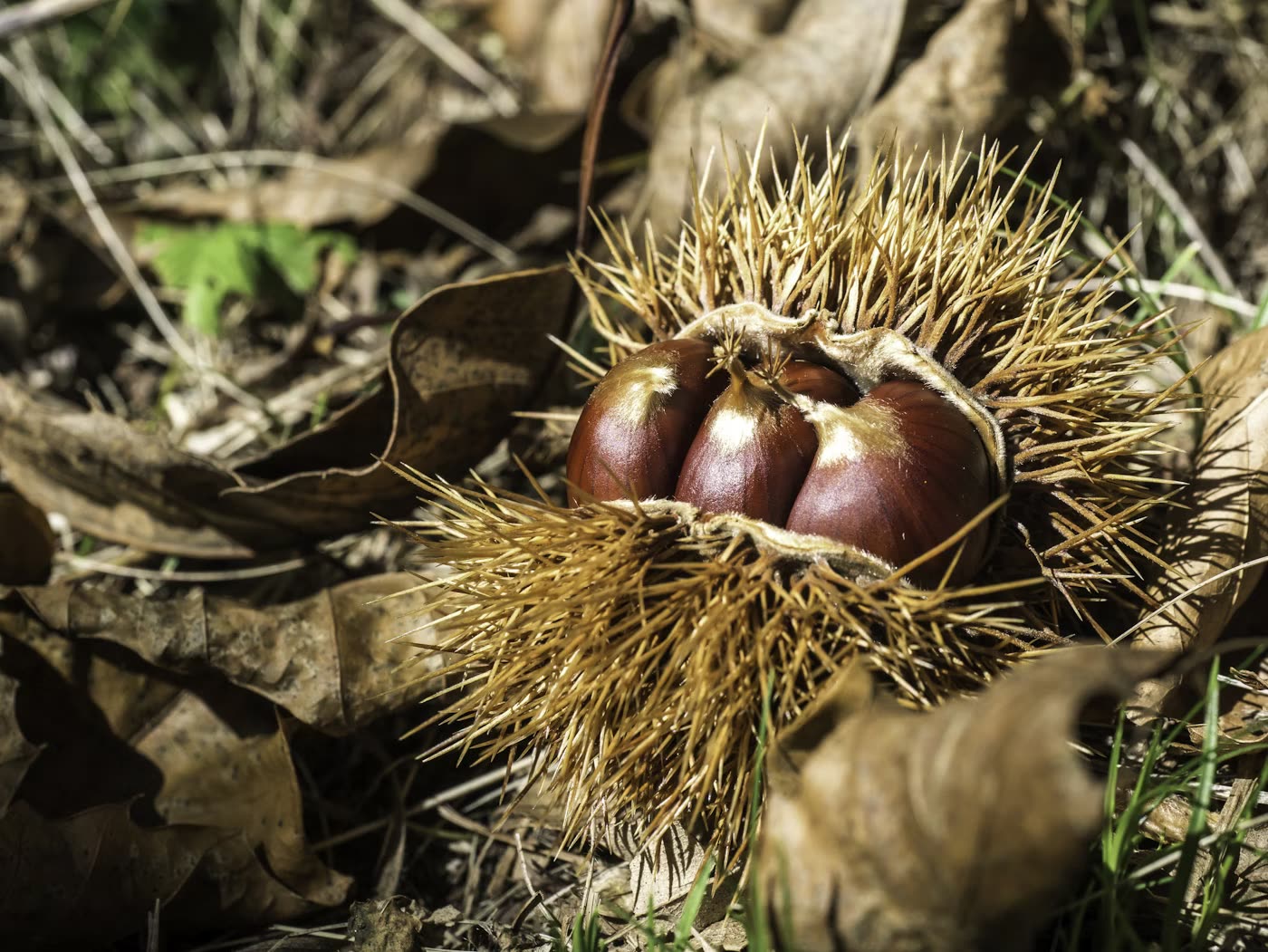 Castagne del Casentino